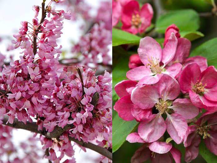 Spring Flowering Trees UK
