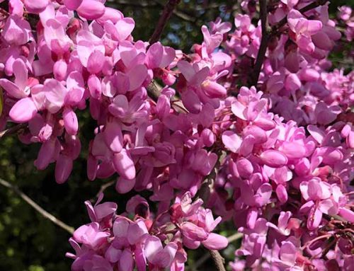 Spring Flowering Trees for UK Gardens: 10 Showiest Varieties
