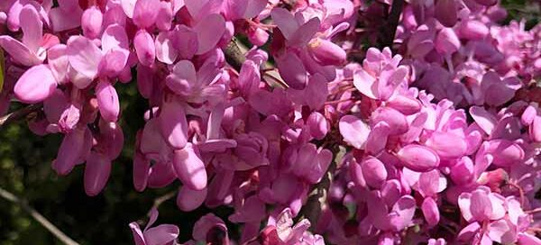 Cercis Redbud - flowering in Spring time