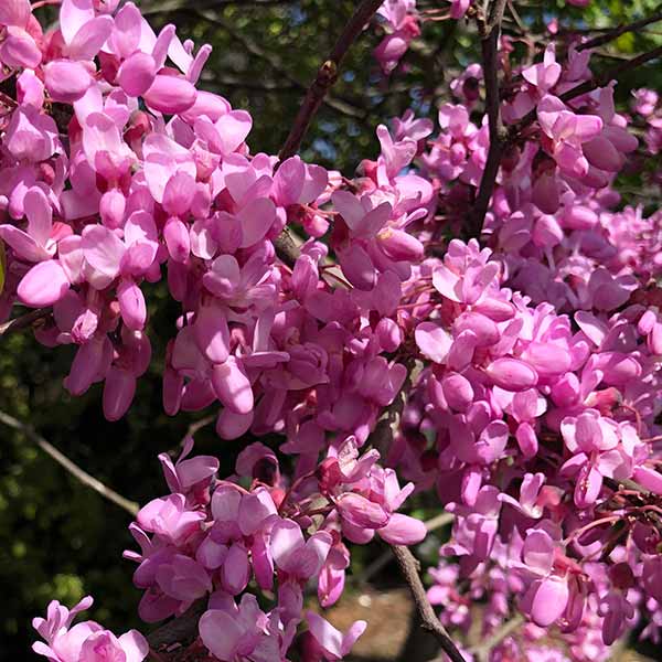 Cercis Redbud - flowering in Spring time