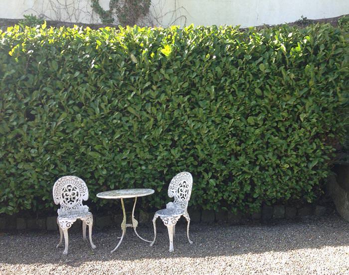 Cherry Laurel Hedge