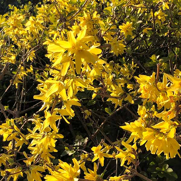 Yellow Forsythia 