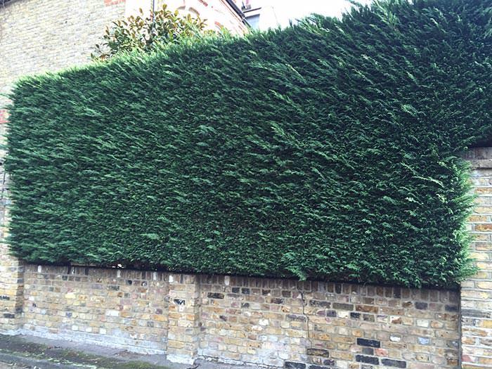 What is the best evergreen hedge for privacy?