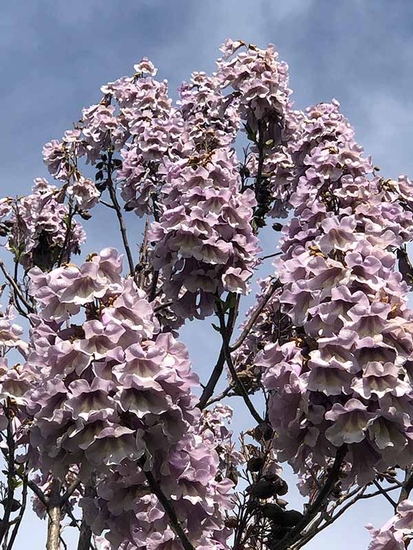 Spring flowering trees buy UK