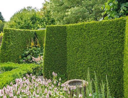 What is the Best Evergreen Hedge for Privacy?