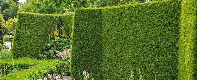 What is the best evergreen hedge for privacy?