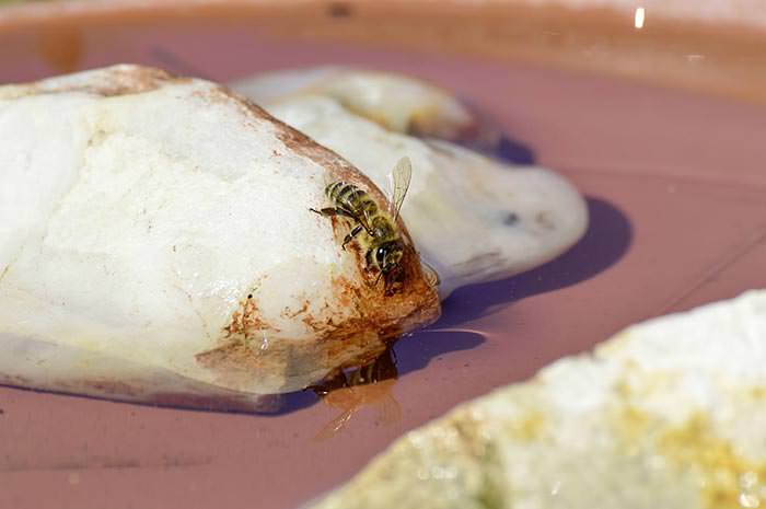 Gardening With Children And Create Pont Wildlife