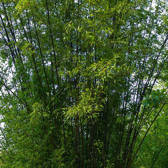 Black Bamboo Garden Ideas Invasive Bamboo Rethink