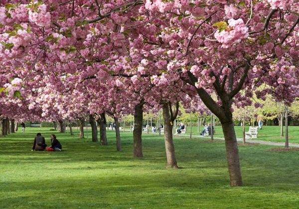 Japanese Cherry Blossom walk in full bloom at Brooklyn Botanical Gardens, New York