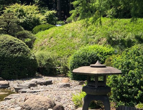 Plants for Japanese Gardens – a summer perspective!