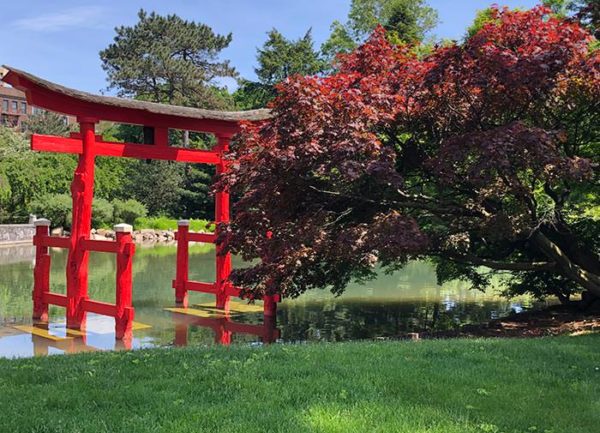 Japanese Garden, decorative red gate and Acer Palmatum tree in Brooklyn Botanical Gardens