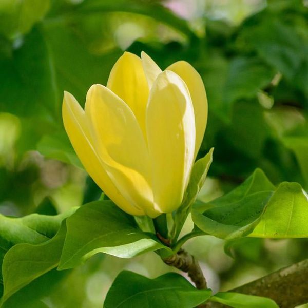 Flower of Magnolia Brooklynensis Yellow Bird