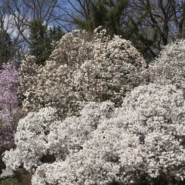 Magnolias Blooming - the famous Magnolia tree collection is one of the biggest collections of Magnolias in the US