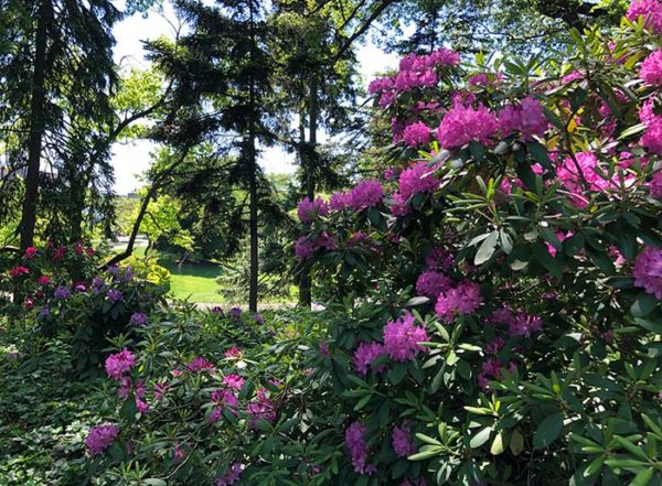 Mature Rhododendron flowering in the Woodland Garden