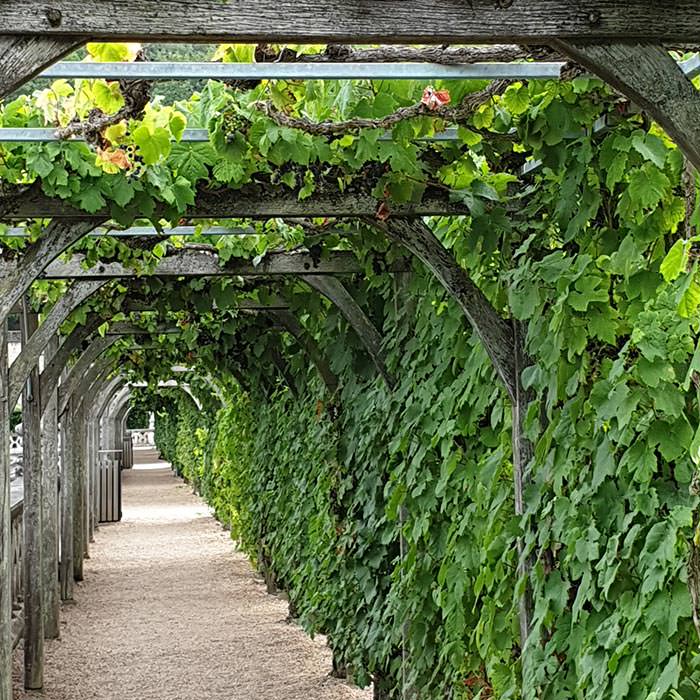 A Visit to the Gardens of Chateau Villandry, The Herb Garden.