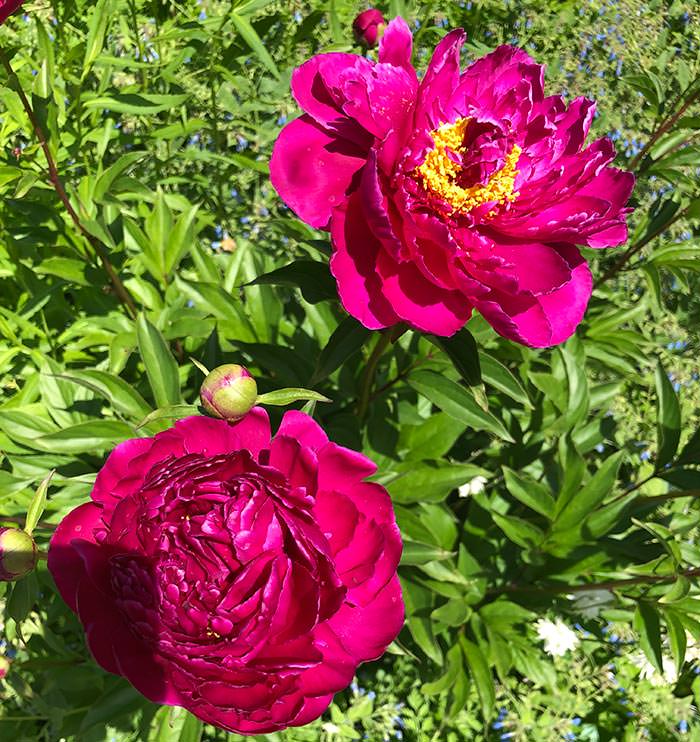 Tree Peony Collection