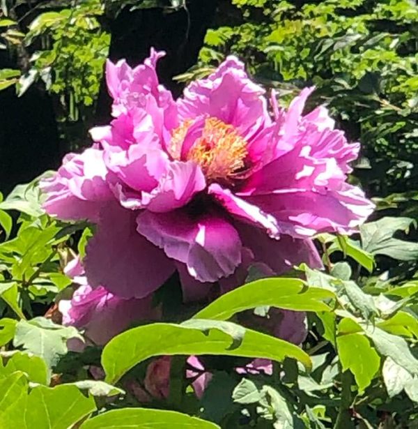 Spectacular Tree Peony blooming amongest the vast collection of Tree Peonies
