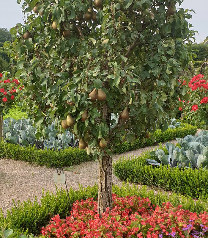 The Ornamental Garden.