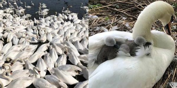 Swans with their cygnets living at Abbotsbury Swannery