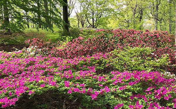 Azalea Collection in full bloom during May at the New York Botanical Gardens