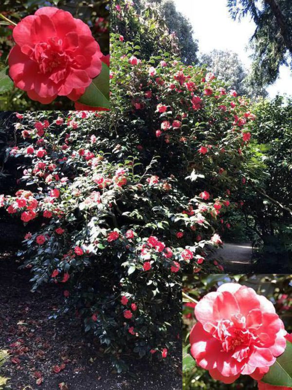 Camellias in Flower in late Spring at Abbotsbury in Dorset