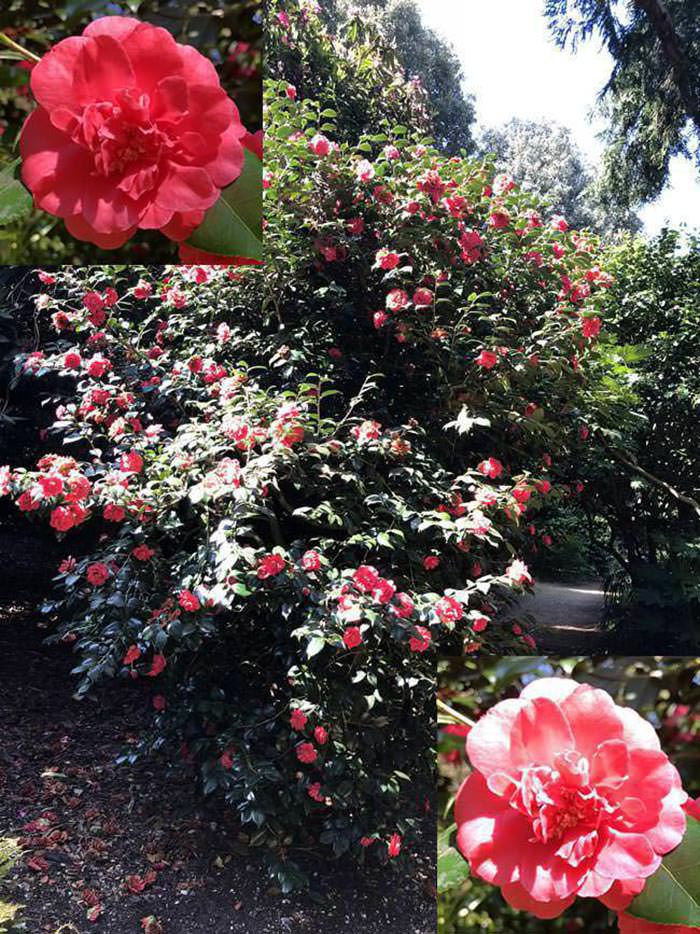Camellias in Flower