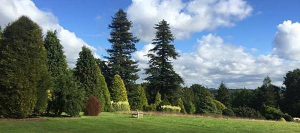 Panoramic view of the vast Conifer Collection at Nymans Gardens