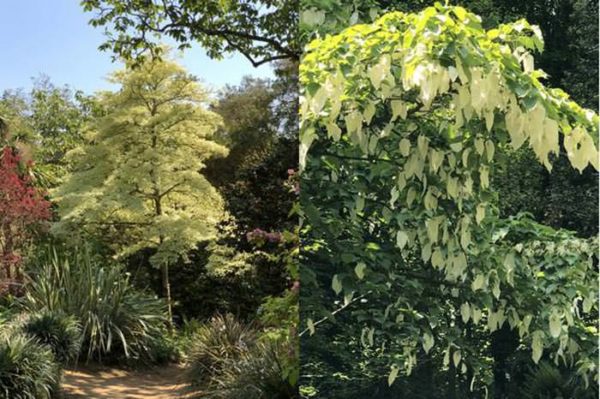 Cornus Contraversa and Davidia Involucrata Trees with spectacular variegated foliage and bracts