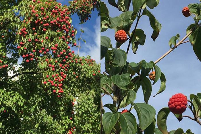 Cornus Kousa Fruits Blooming at Nymans - a Garden for All Season