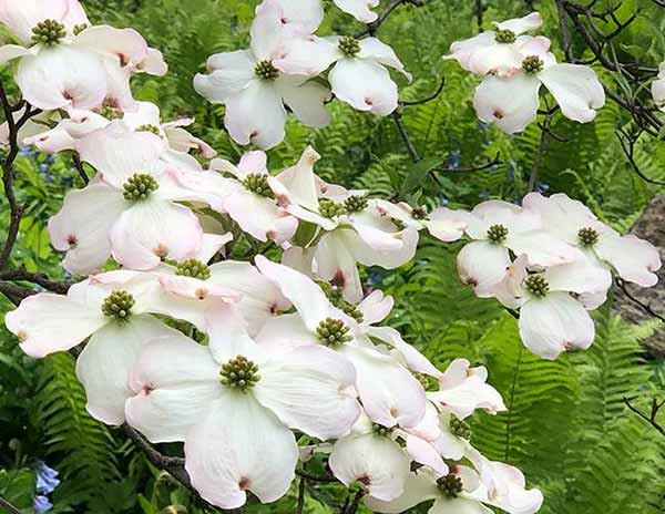 Cornus Kousa flowering in the indigenous garden collection at New York Botanical Gardens