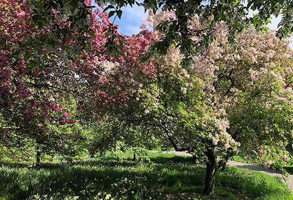 Flowering Crab Apple Trees, part of the vast collection at New York Botanical Gardens