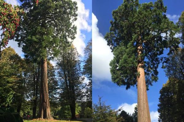 Giant Sequoia Redwoods Wellingtonia Gigantea in the woodland garden