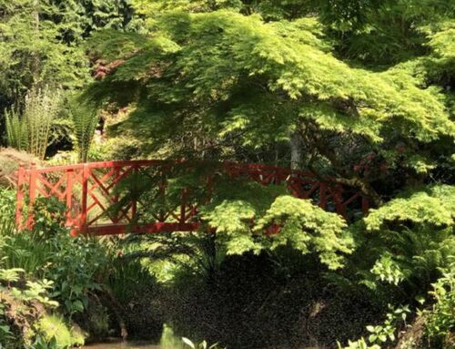 Japanese Garden History in Britain