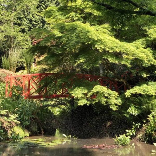 Magnificent Japanese Acer Seiryu specimen tree at the Japanese bridge