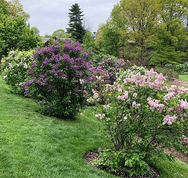 Huge collection of scented Lilac Trees, flowering during May at NY botanical gardens