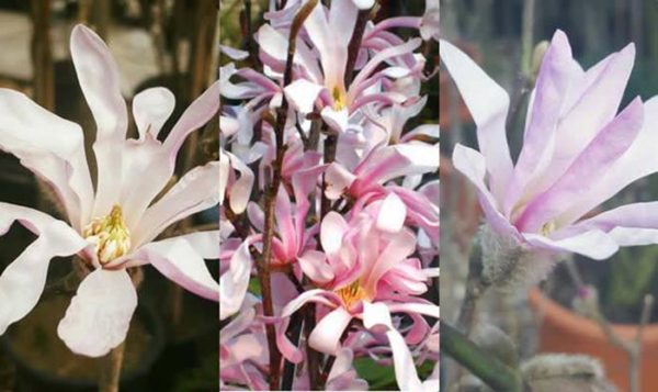 The spectacular flowers of Magnolia Leonard Messel created at Nymans Gardens