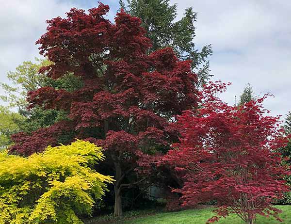 Brightly coloured foliage of the Japanese Maple Tree Collection