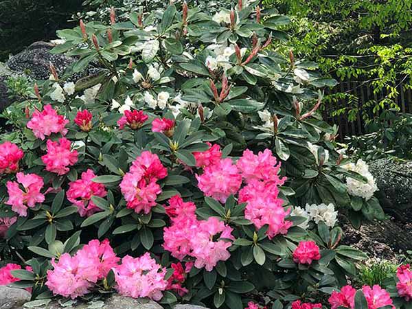 Flowering Rhododendrons, part of the extensive Rhododendron collection at NYBG