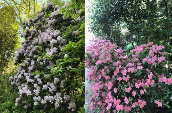 Collection of Rhododendrons & Azaleas in flower