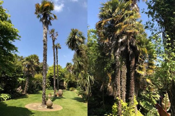 Abbotsbury Garden with its Subtropical Palm trees