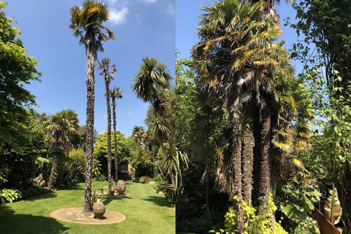 Abbotsbury Garden with its Subtropical Palms trees