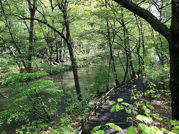 Thain Family Forest Bronx River now a central part of the botanical gardens of New York city