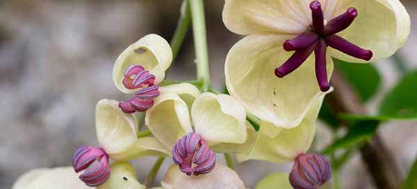 Plants for an East Facing Wall Akabia Quinata Alba Climber