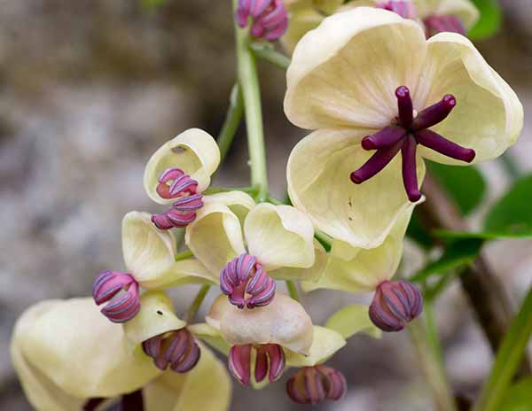 Plants for an East Facing Wall Akabia Quinata Alba Climber