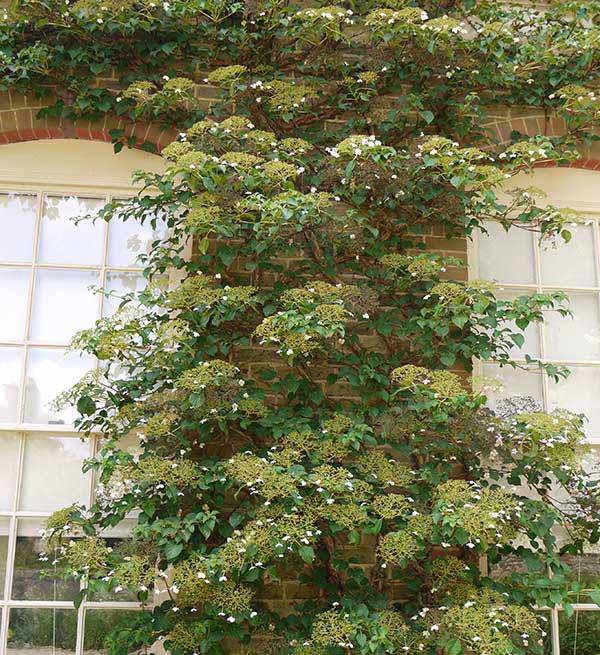 Climbing Hydrangea plant on north facing wall