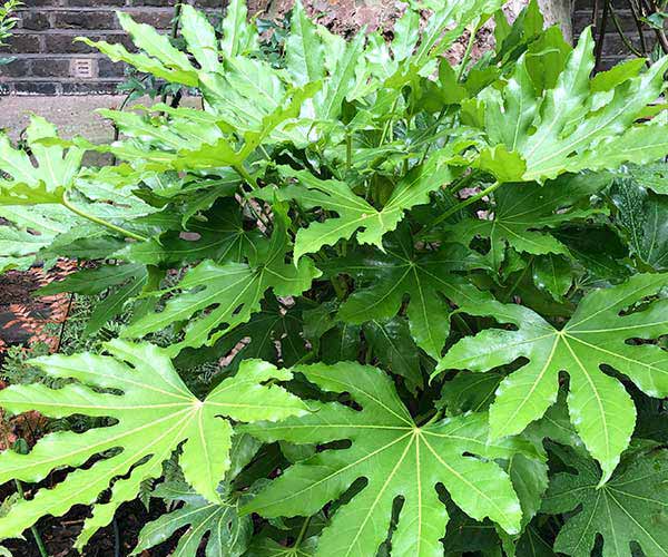 The jungle foliage of evergreen Fatsia Japonica on north facing wall.