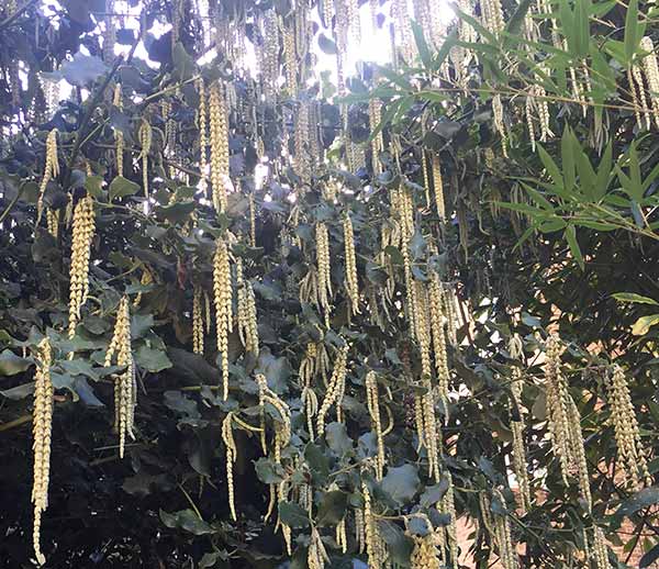 Plants for an East Facing Wall Garrya Elliptica