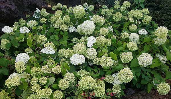 Plants for an East Facing Wall Hydrangea Annabelle