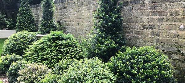 Plants North Facing Wall Ilex Crenata Globes Cones