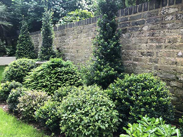 Topiary planted on a north facing wall, Ilex Crenata globes and cone shapes.